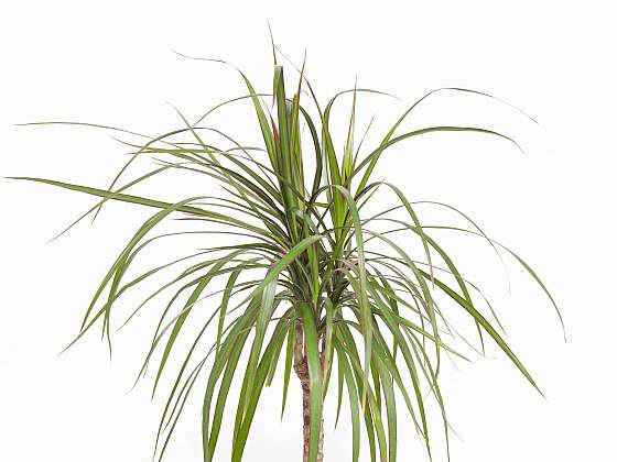 Dracena není palma ani bambus, i když se tak často označuje. Při pěstování okrasných rostlin tak dochází často k mýlkám
