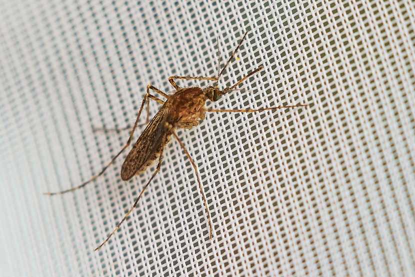 Proti otravnému letnímu hmyzu se můžete chránit sítěmi do oken a dveří