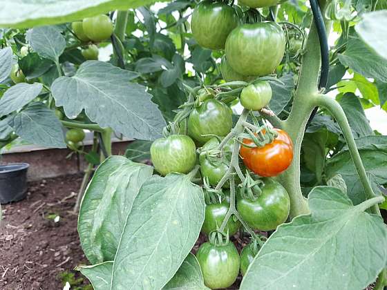Tyčková rajčata rychle dozrají v teple a také tehdy, když jim odstraníte zálistky (Zdroj: Jaromír Malich)