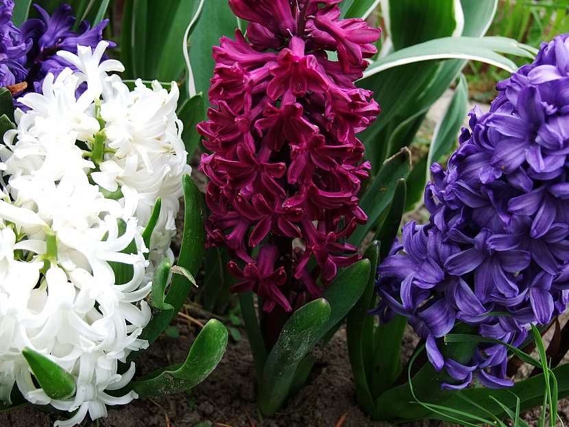 Dekorativní hyacinty na zahradě příjemně voní