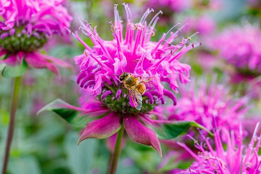 Zavinutka neboli monarda – výrazně aromatická rostlina s léčivými účinky