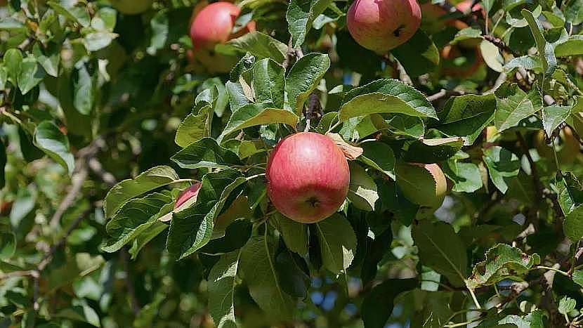 Sklizeň jablek a ostatního podzimního ovoce vrcholí