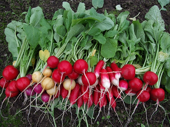 Ředkvičky patří mezi první jarní zeleninu se spoustou vitamínů (Zdroj: Ludmila Dušková)