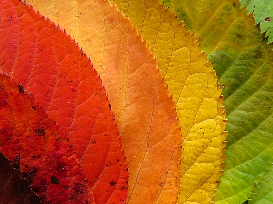 Podzimní listí hraje barvami (Zdroj: pixabay.com)