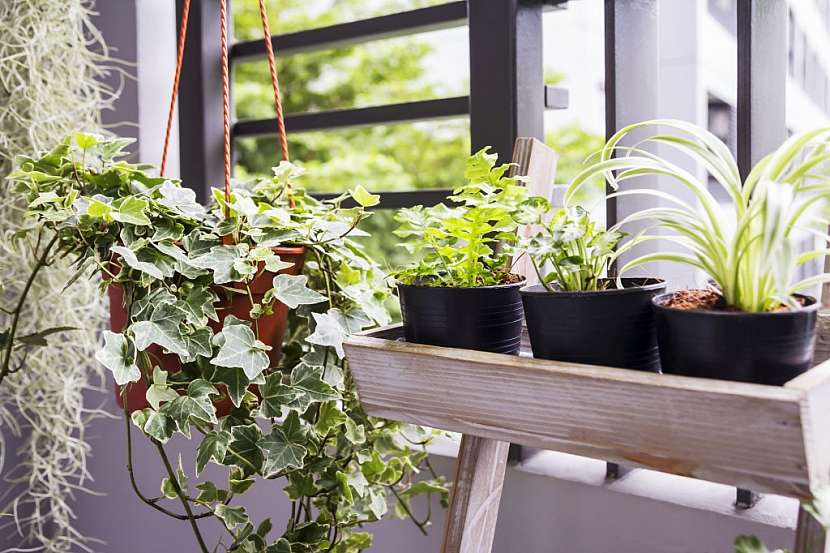 Lodžie nebo balkon se zasklením se osvědčí jako zimní zahrada