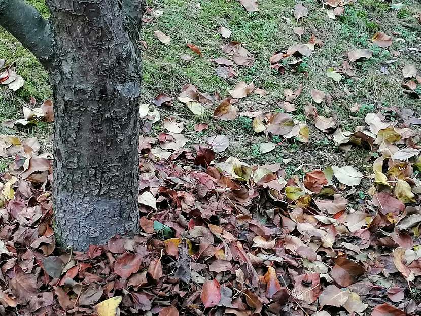 Přiměřená vrstva listí udržuje v zemi vlhkost