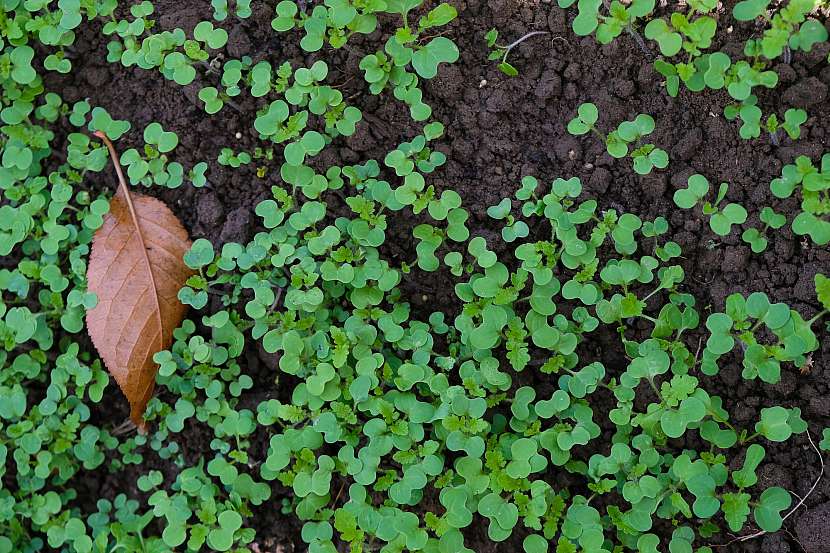 Při aplikaci zeleného hnojení pozor na používání hořčice či řepky