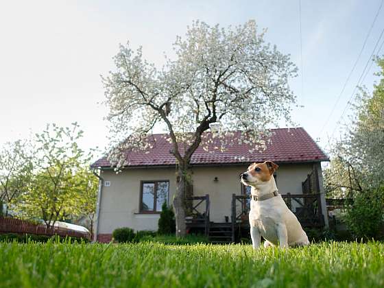 otevřít: Trávník jako z katalogu