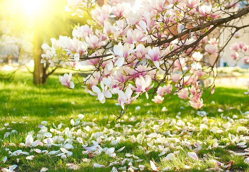 Vypěstujte si na zahradě magnolie, dodají jí nádech luxusu (Zdroj: Depositphotos (https://cz.depositphotos.com))
