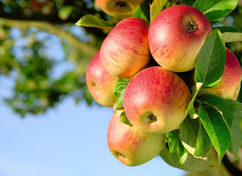 Jablek bychom si měli dopřát co nejvíce, třeba i ve formě domácího jablečného moštu (Zdroj: Depositphotos.com)