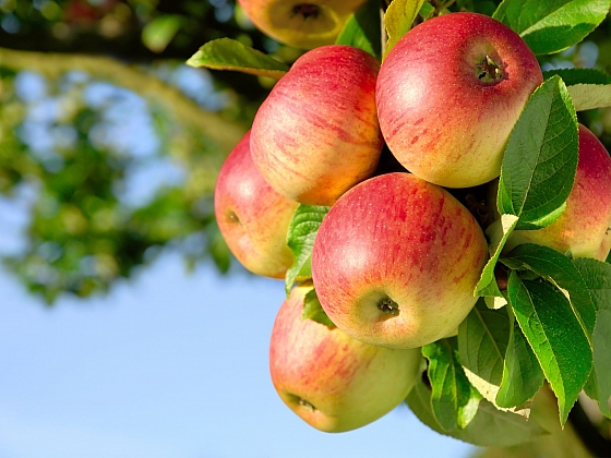Jablek bychom si měli dopřát co nejvíce, třeba i ve formě domácího jablečného moštu (Zdroj: Depositphotos.com)
