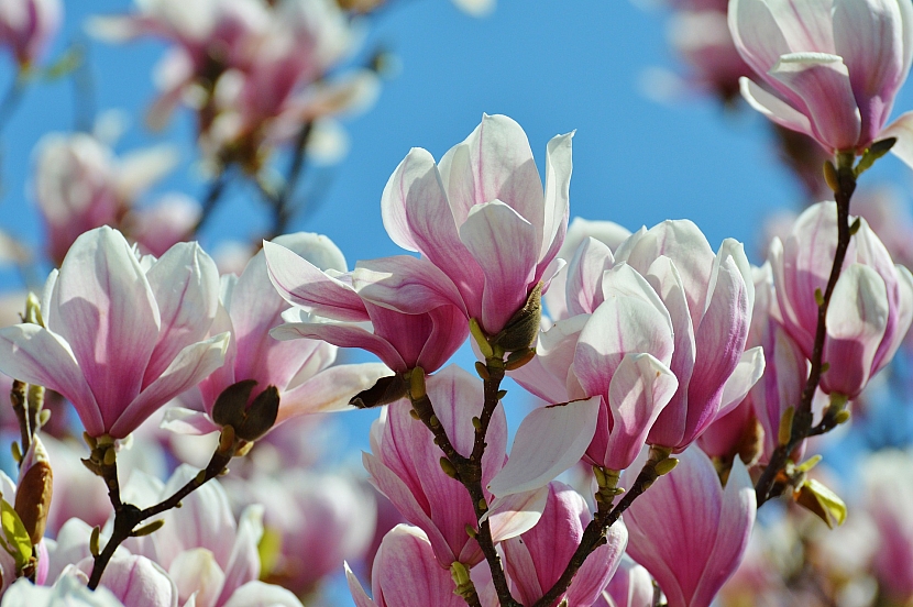 Magnolie: Vznešená okrasa jarních zahrad