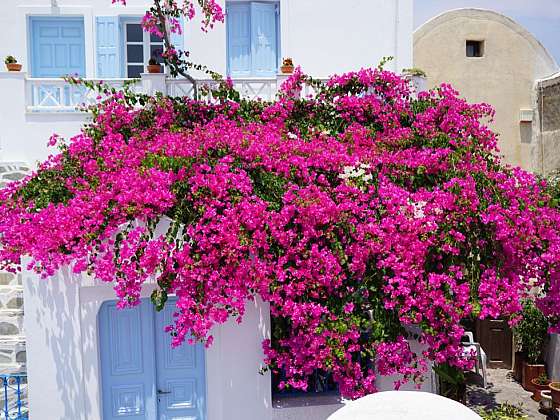 Bougainvillea se dere na výsluní