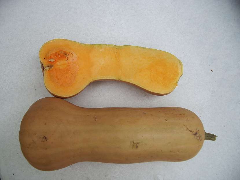 tykev muskatova Butternut