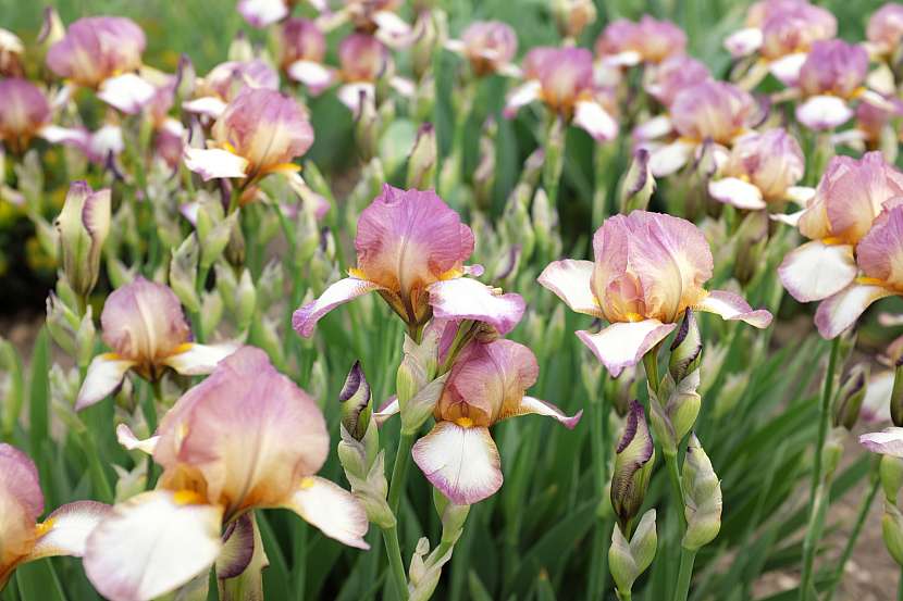 Iris barbata se pyšní velkou řadu krásných velkokvětých Kultivarů v mnoho atraktivních barvách