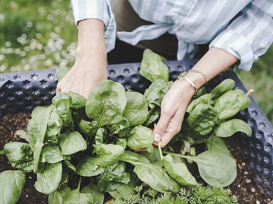 Vysadit zeleninu v září není žádný problém. Vyzkoušejte třeba ředkvičky (Zdroj: Depositphotos (https://cz.depositphotos.com))