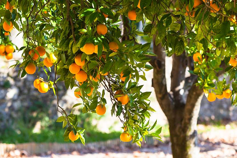 Citrusy lze s trochou šikovnosti pěstovat i u nás (Zdroj: Depositphotos (https://cz.depositphotos.com))