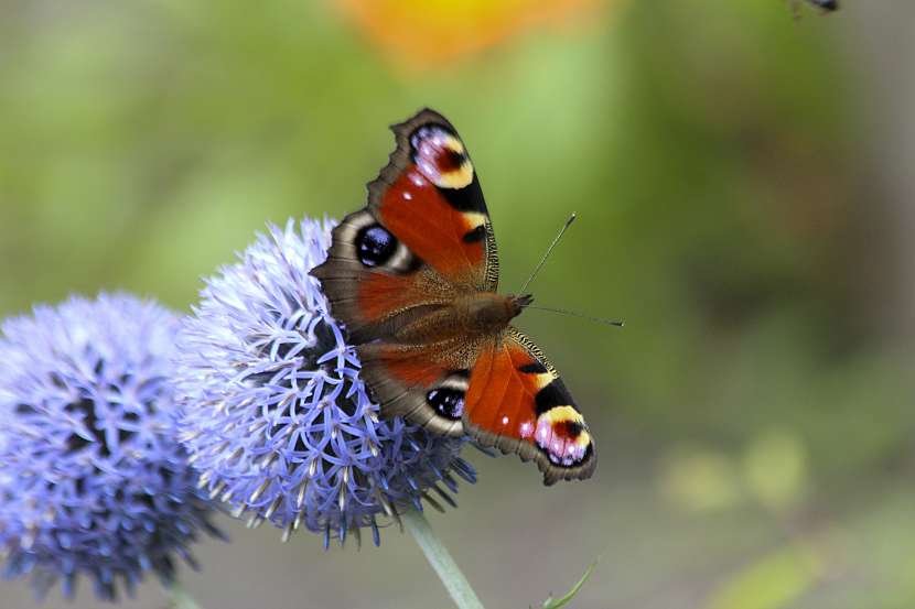 Bělotrn je druh bodláku s nápadným kulovitým květenstvím, které láká i motýlí krasavce