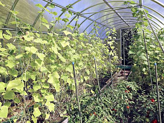 Ochrana zeleniny ve skleníku spočívá hlavně v prevenci, výsledkem je spokojený pěstitel a bohatá úroda (Zdroj: Depositphotos (https://cz.depositphotos.com))