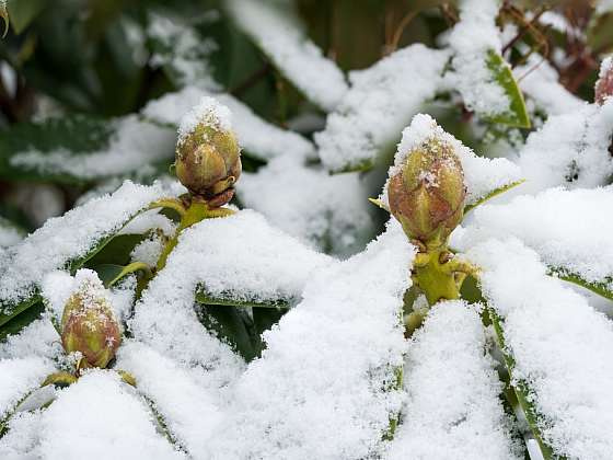 Při větším množství sněhu rostliny bráníme před poškozením Zdroj: Depositphotos (https://cz.depositphotos.com))