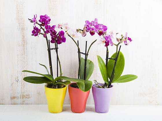 Phalaenopsis &#8211; orchidej vhodná jako dárek i jako dekorace