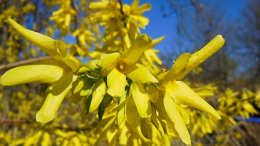 U nás se nejčastěji pěstuje zlatice prostřední (Forsythia x intermedia) a její kultivary