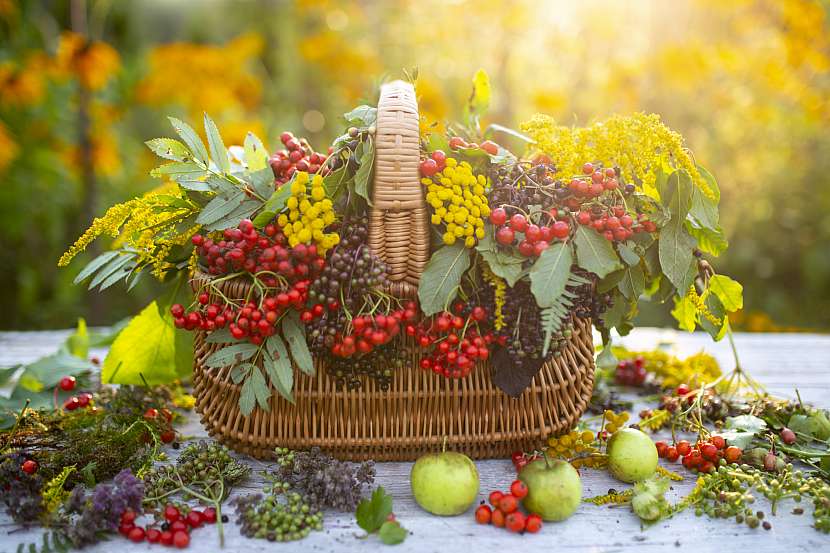 Plody jeřabin poslouží i do efektních podzimních dekorací