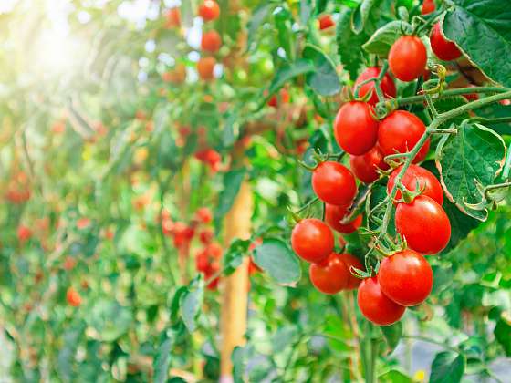 Při pěstování rajčat vsaďte na některou z dobrých odrůd, úspěch tak máte téměř zaručen (Zdroj: Depositphotos (https://cz.depositphotos.com))