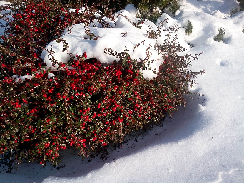 Sníh na zahradě dokáže hodně pomoci rostlinám (Zdroj: Jan Kopřiva)