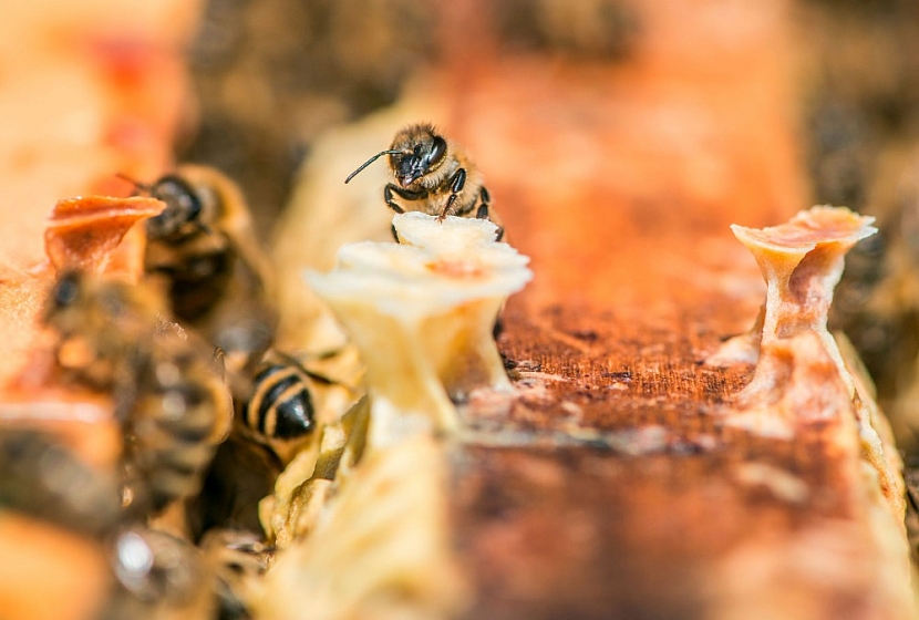 Včela medonosná je považována za výjimečný hmyz a je označována za jeden z nejúžasnějších superorganismů na Zemi (Zdroj: Jaroslav Vogeltanz)