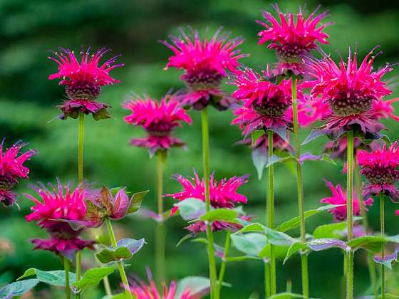 Zavinutka neboli monarda – výrazně aromatická rostlina s léčivými účinky