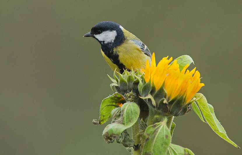 Přírodní krmení pro ptactvo by nemělo chybět na žádné zahradě (Zdroj: Depositphotos (https://cz.depositphotos.com))