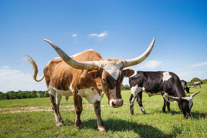 Texaský dlouhorohý skot se chová především pro maso