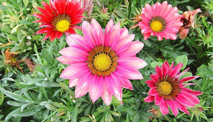 Gazánie zářivá je oblíbená pro své květy (Zdroj: Depositphotos (https://cz.depositphotos.com))