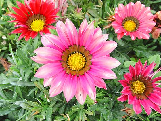 Gazánie zářivá je oblíbená pro své květy (Zdroj: Depositphotos (https://cz.depositphotos.com))