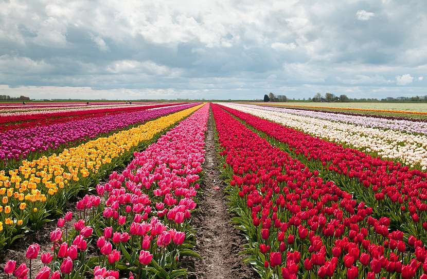 Barevné variace tulipánů jsou velmi zajímavé