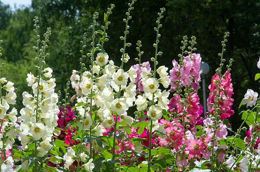 Sléz je vytrvalá rostlina, která ozdobí každou zahradu svými krásnými barevnými květy (Zdroj: Depositphotos (https://cz.depositphotos.com))