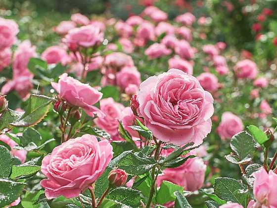 Růže na záhonech v červnu jen září (Zdroj: Shutterstock)