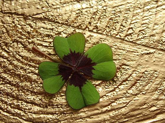 otevřít: Vypěstujte si čtyřlístek pro štěstí