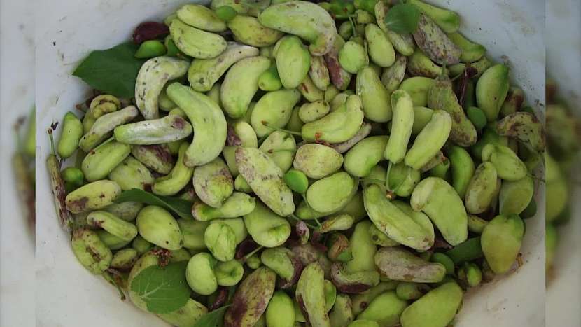 Nevyvinuté plody švestek bez pecek má na svědomí choroba puchrovitost