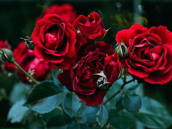 Pěstování růží je velmi rozšířené, vypěstovat tu nejkrásnější růži je sen každého zahradníka  (Zdroj: Depositphotos (https://cz.depositphotos.com))