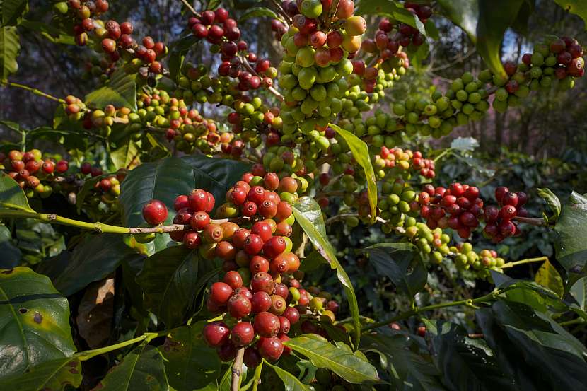Zralé plody kávovníku mají rudou barvu (Zdroj: tropichukvaldy.cz)