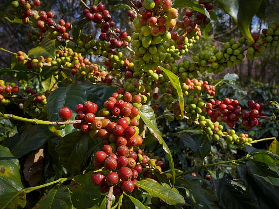 Zralé plody kávovníku mají rudou barvu (Zdroj: tropichukvaldy.cz)