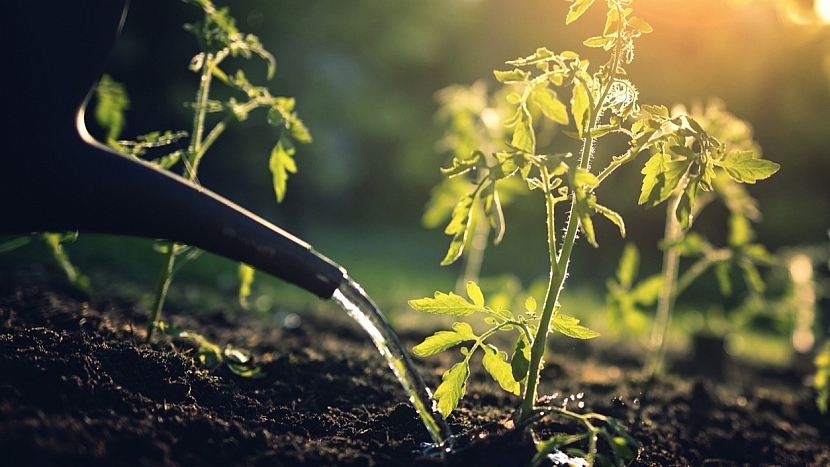Jak chránit zahradu před vedrem a suchem: rajčata zaléváme zásadně jen ke kořenům