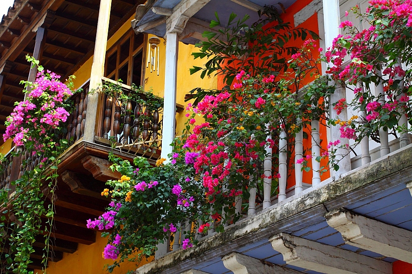 Vděčnou květinou na balkóny jsou převislé pelargonie (Zdroj: Depositphotos.com)