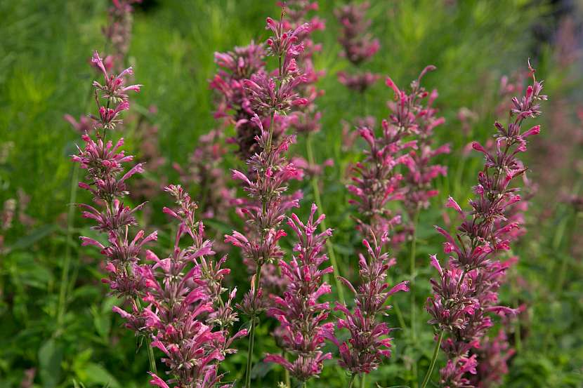 Agastache red Fortune