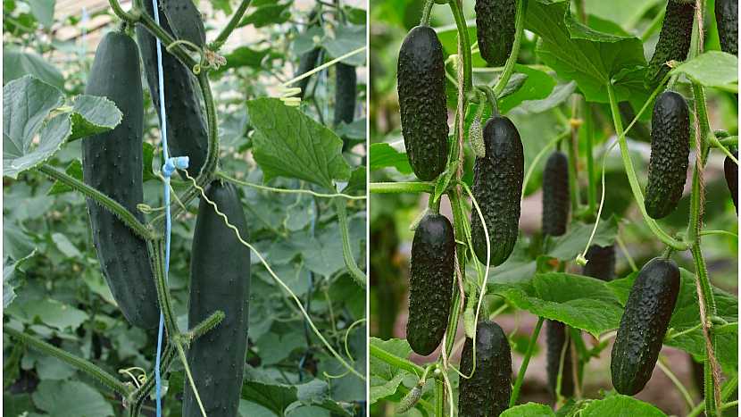 Vertikální pěstování – plody odrůd Amanda F1 a Dafne F1