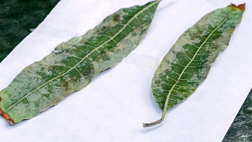 Poškozené listy mangovníku