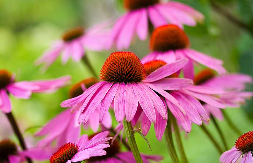 Třapatovka, označovaná také jako Echinacea