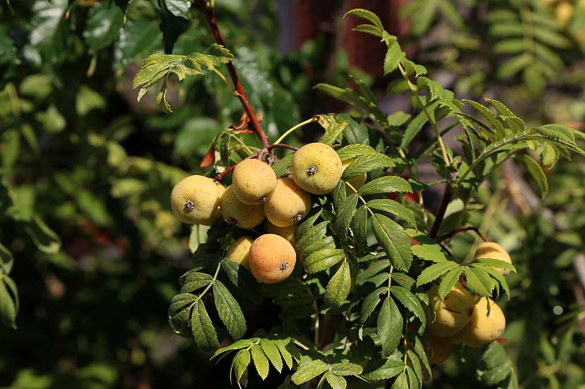 Zvláště na Moravě se daří jeřábu oskeruši s lahodnými plody